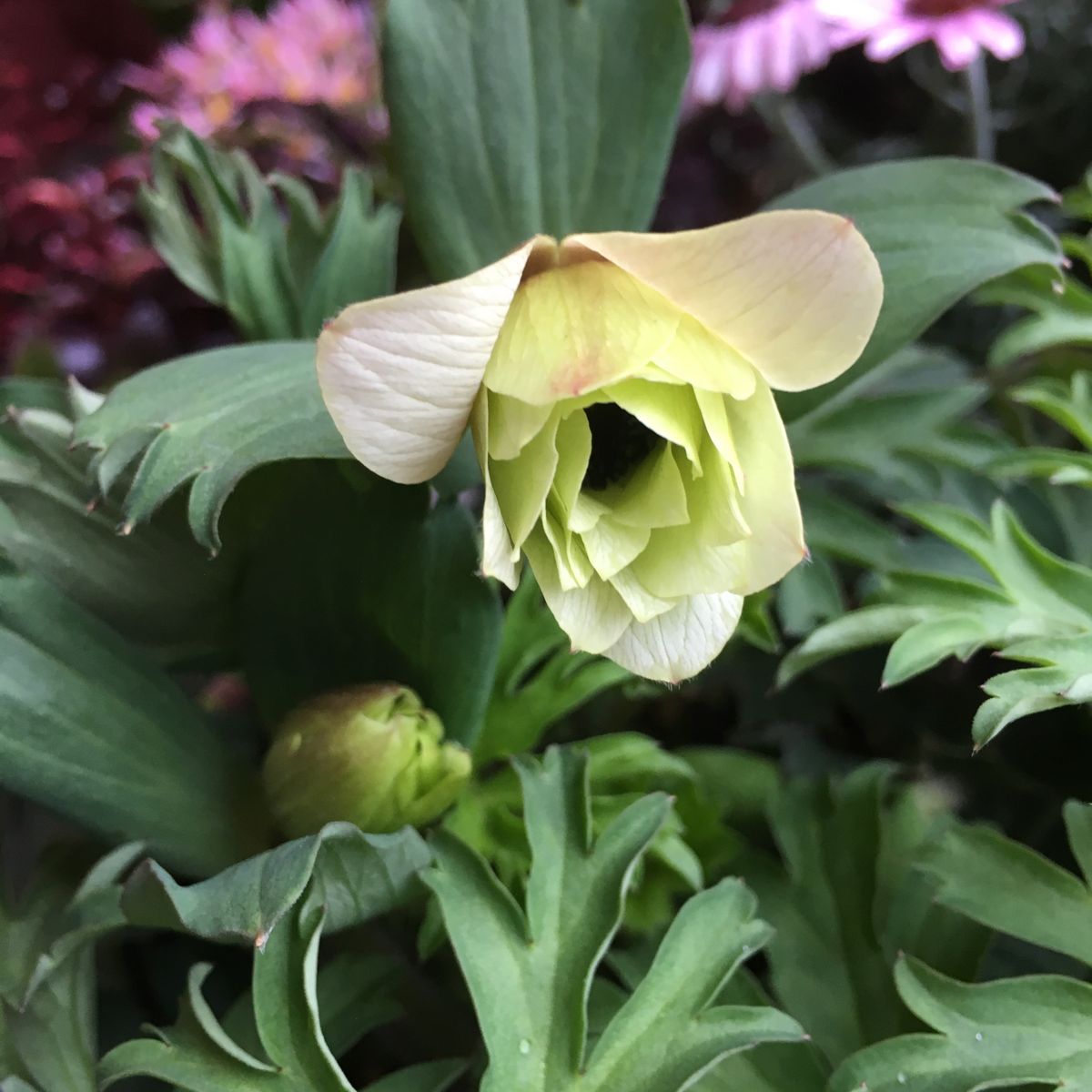 🌼紫陽花を　みぞれ降る中　持ち帰る～🎶