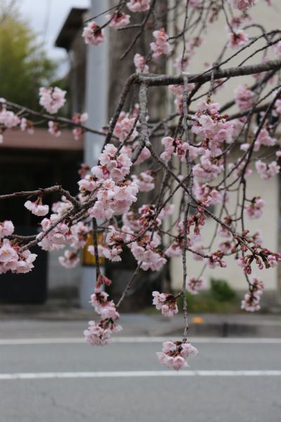 桜の下花壇