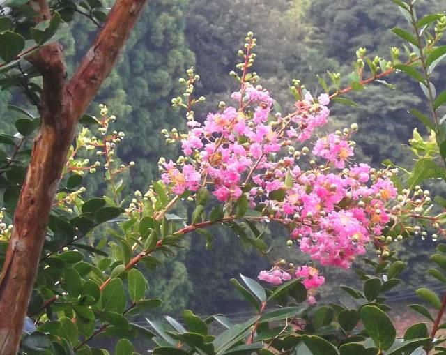 木の花