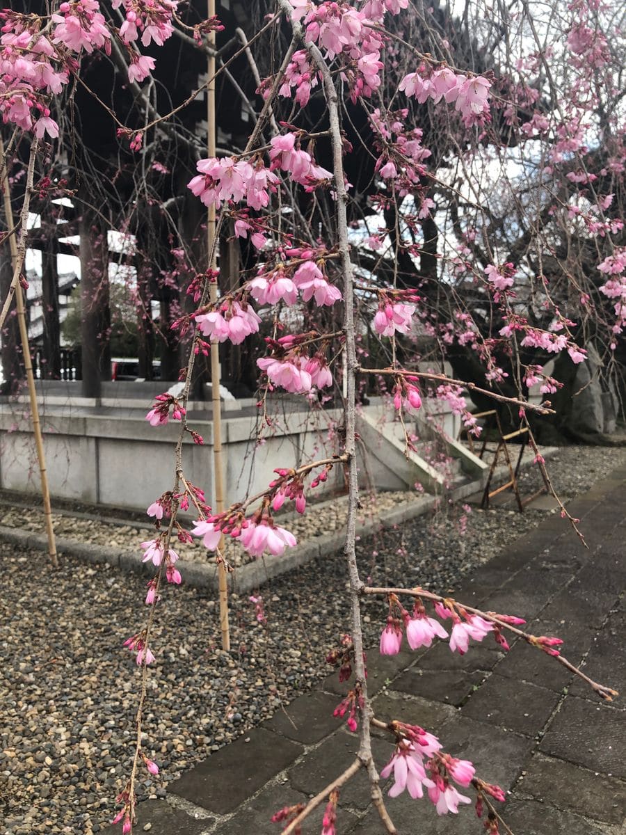 吉祥寺の桜