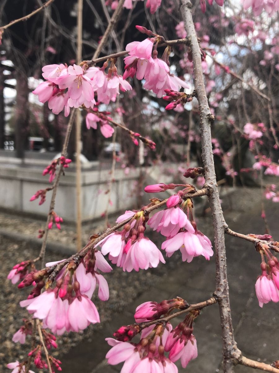 吉祥寺の桜