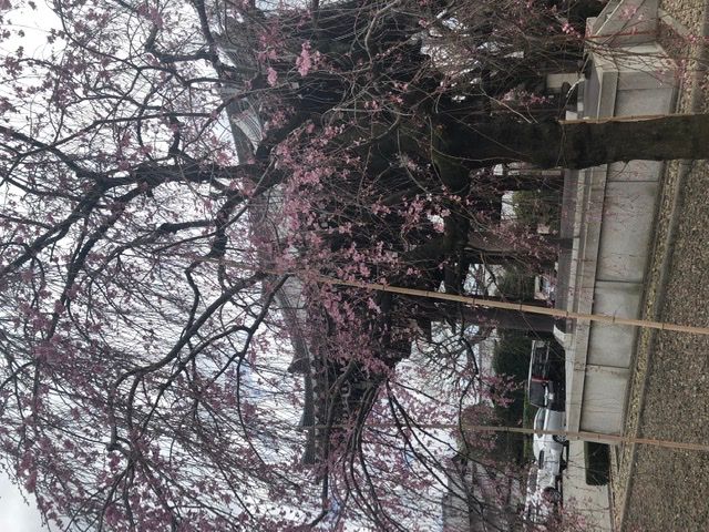 吉祥寺の桜