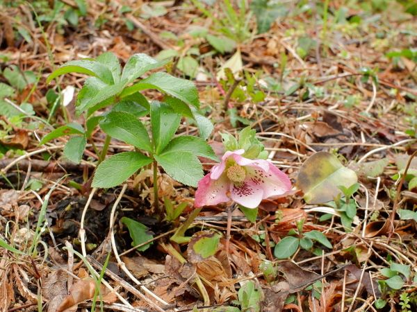 庭と鉢植えのクリローちゃん