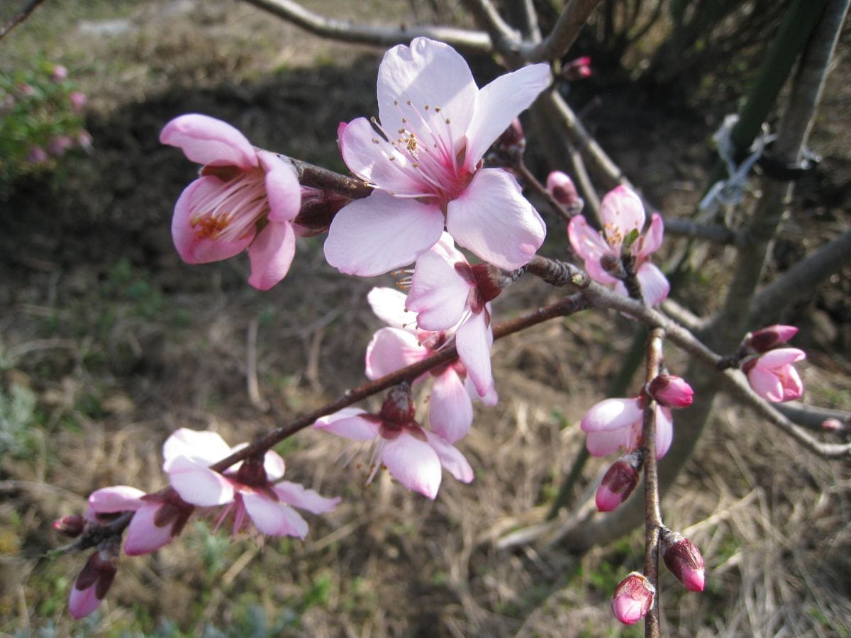 ユスラウメ・アーモンド開花宣言