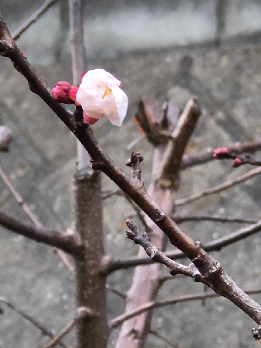 子供と毛糸で遊びましょう🧶