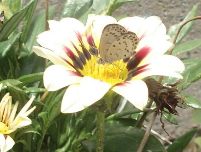 昼下がりの花