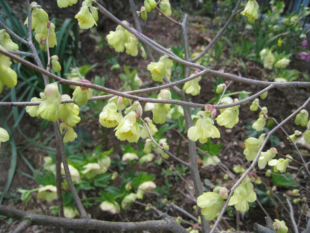 亡義父が残したお花