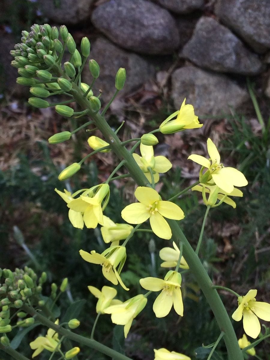 キャベツの花