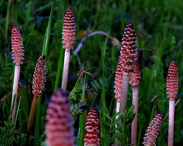 早春の野の植物