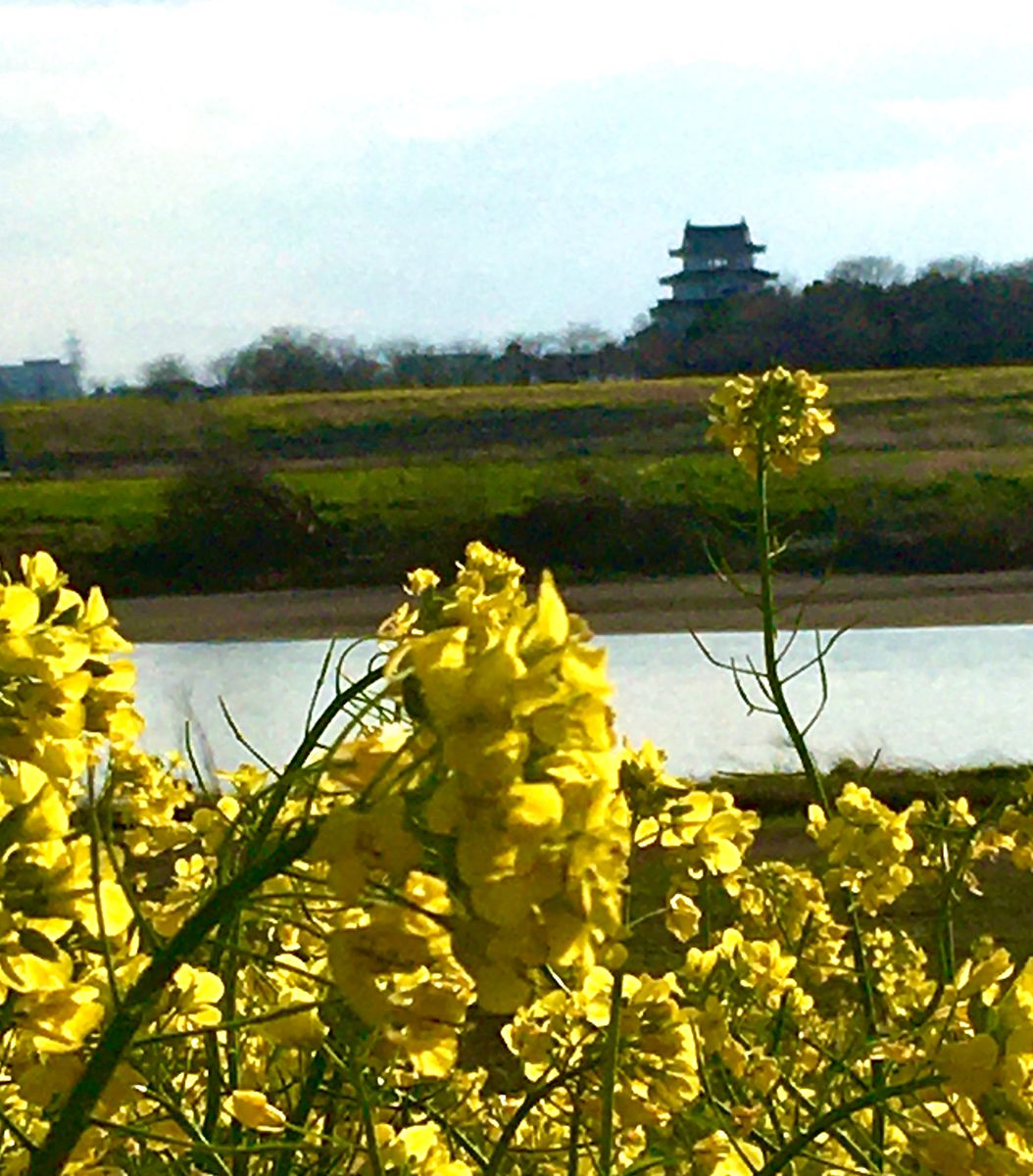 菜の花畑と境城