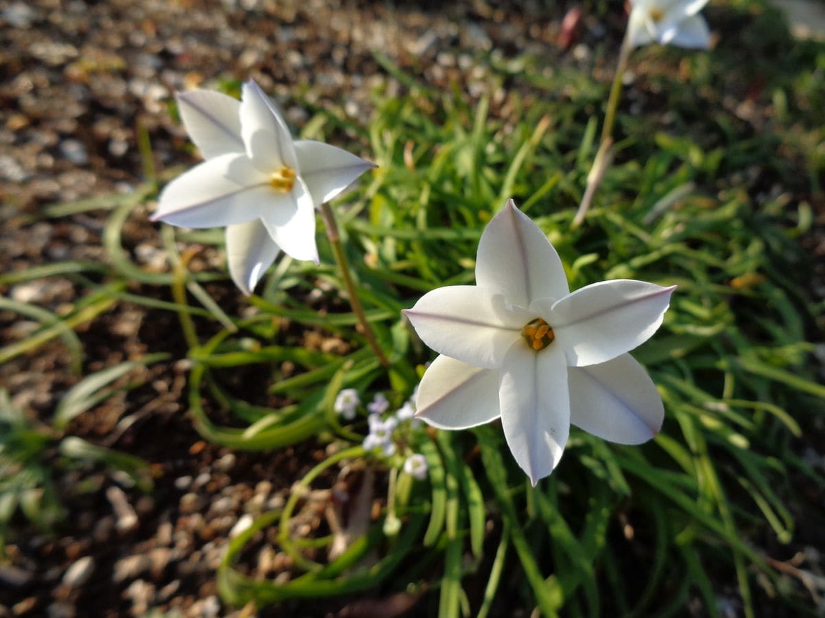 園芸日和でした(^^♪