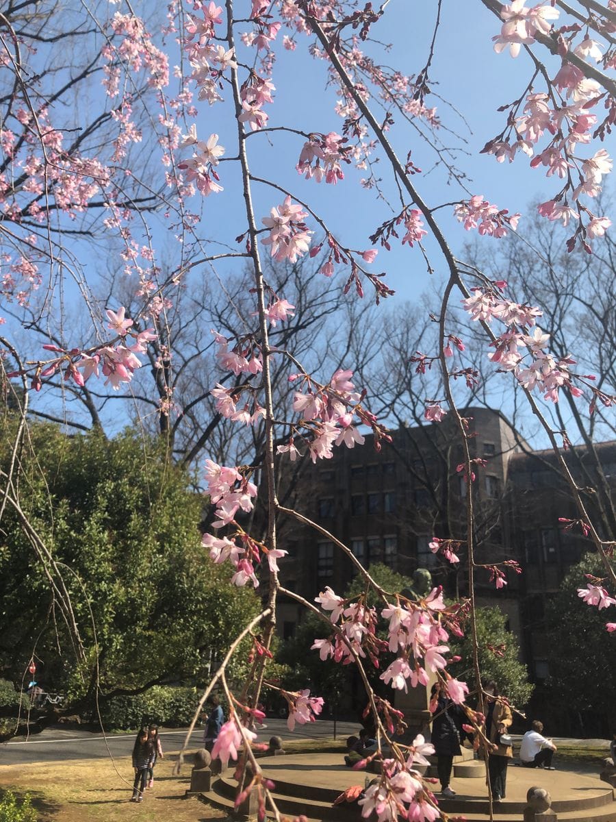 本郷の桜