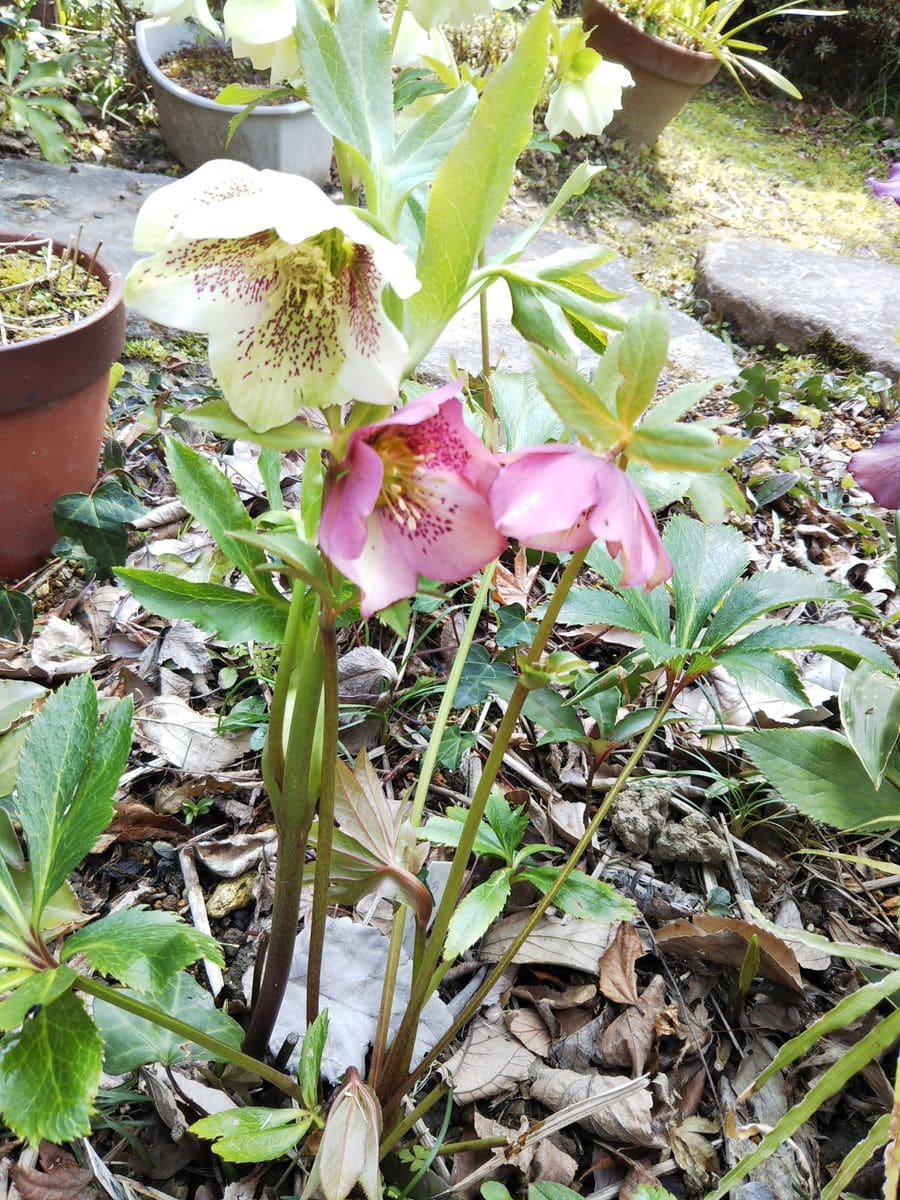 雪割草と今年最後の開花クリスマスローズ