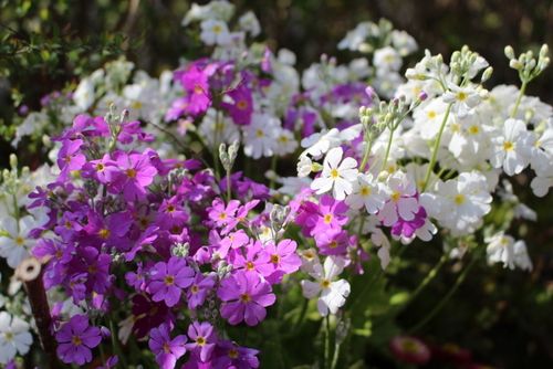 マラコイデスの花