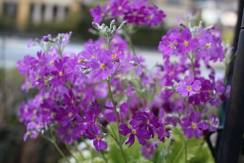 マラコイデスの花