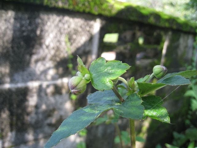 秋はまだか～。小さい秋見つけた！