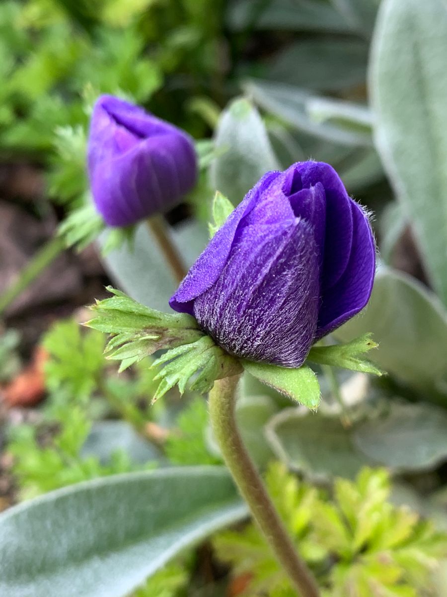 紫の花