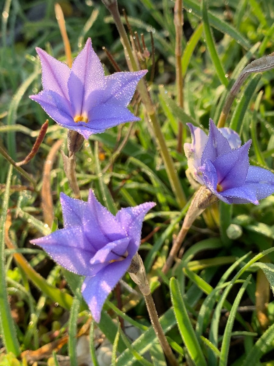 紫の花