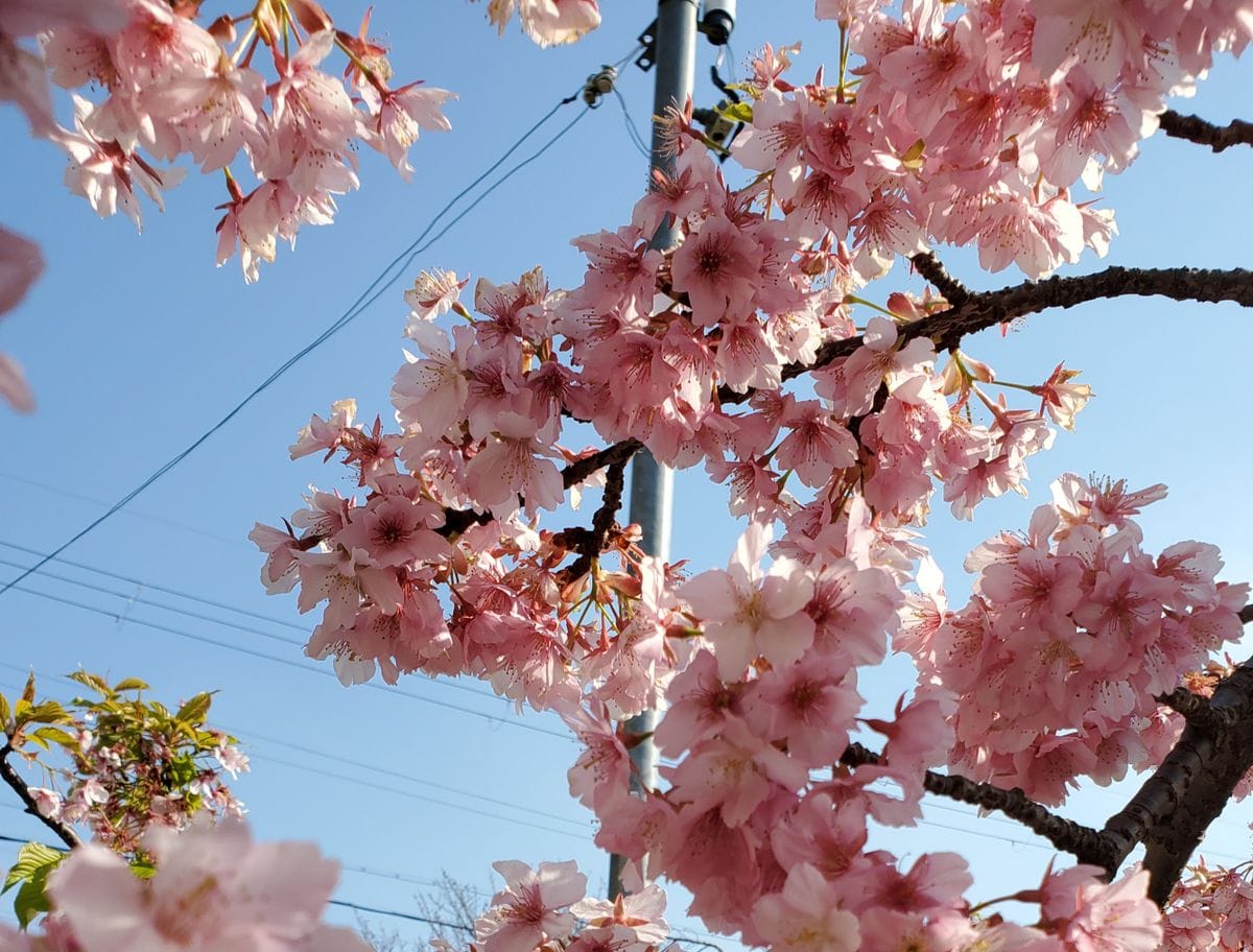 淀の河津桜と石清水八幡宮