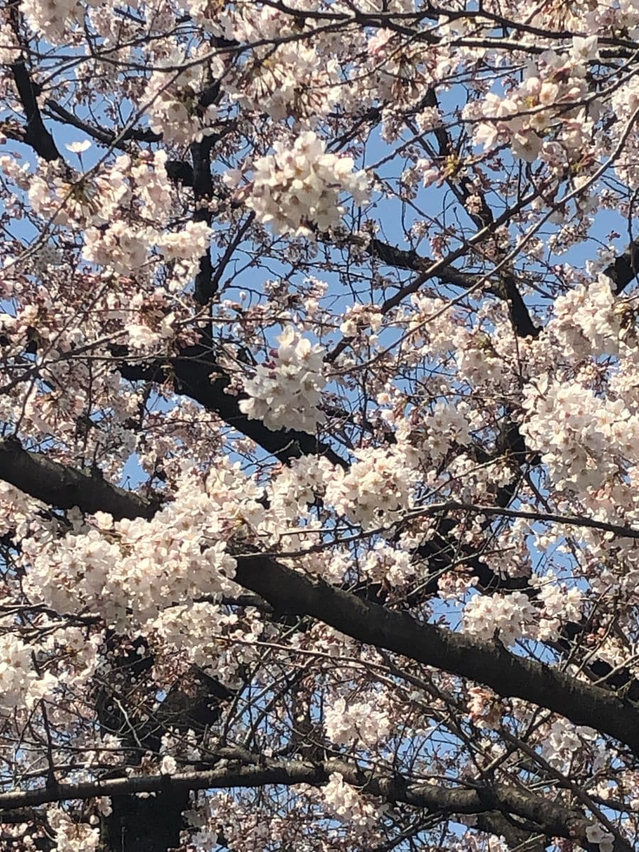 近くの寺の桜
