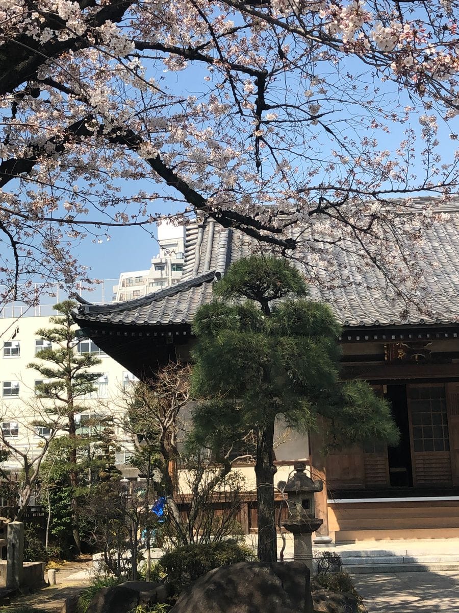 近くの寺の桜