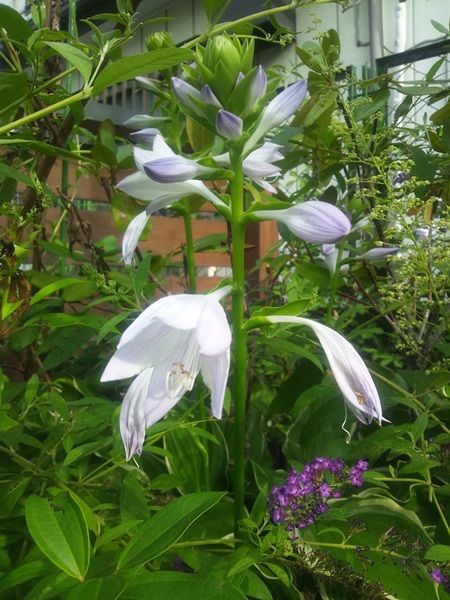 巨大ギボウシの花