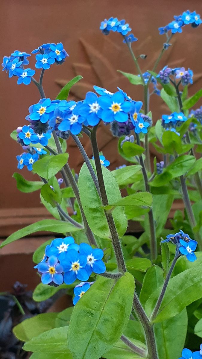 ふくおかルーバルガーデン2～春の🌸💓庭たより…５月の陽気だそうです。汗ばむはずでした💧