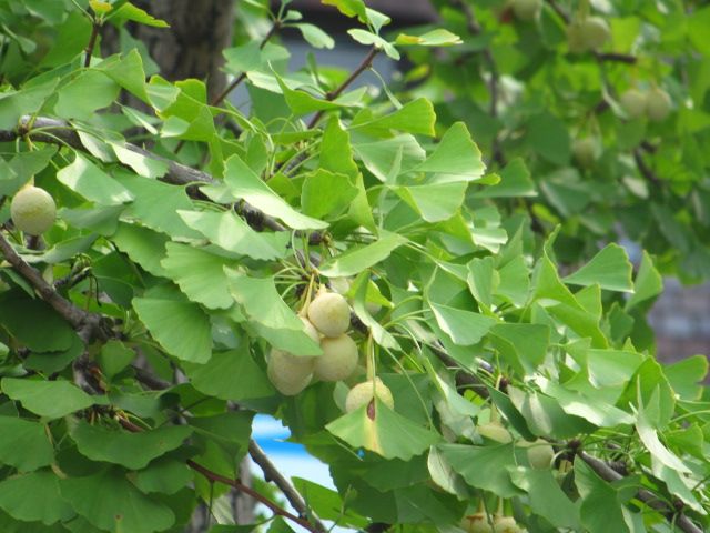 通勤途上（銀杏）