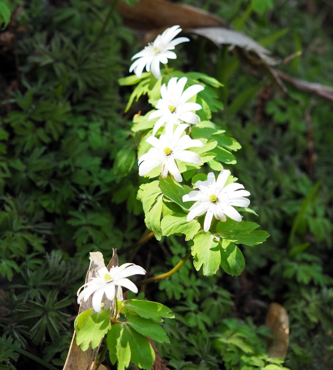 野山の白い花