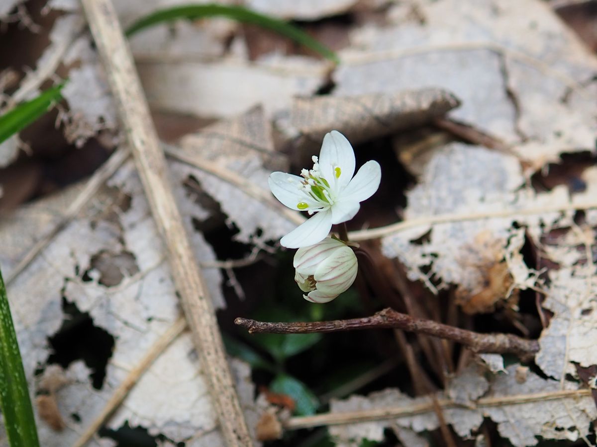 野山の白い花