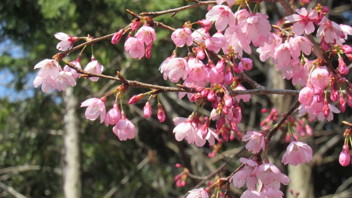 桜いろいろ-寒緋桜