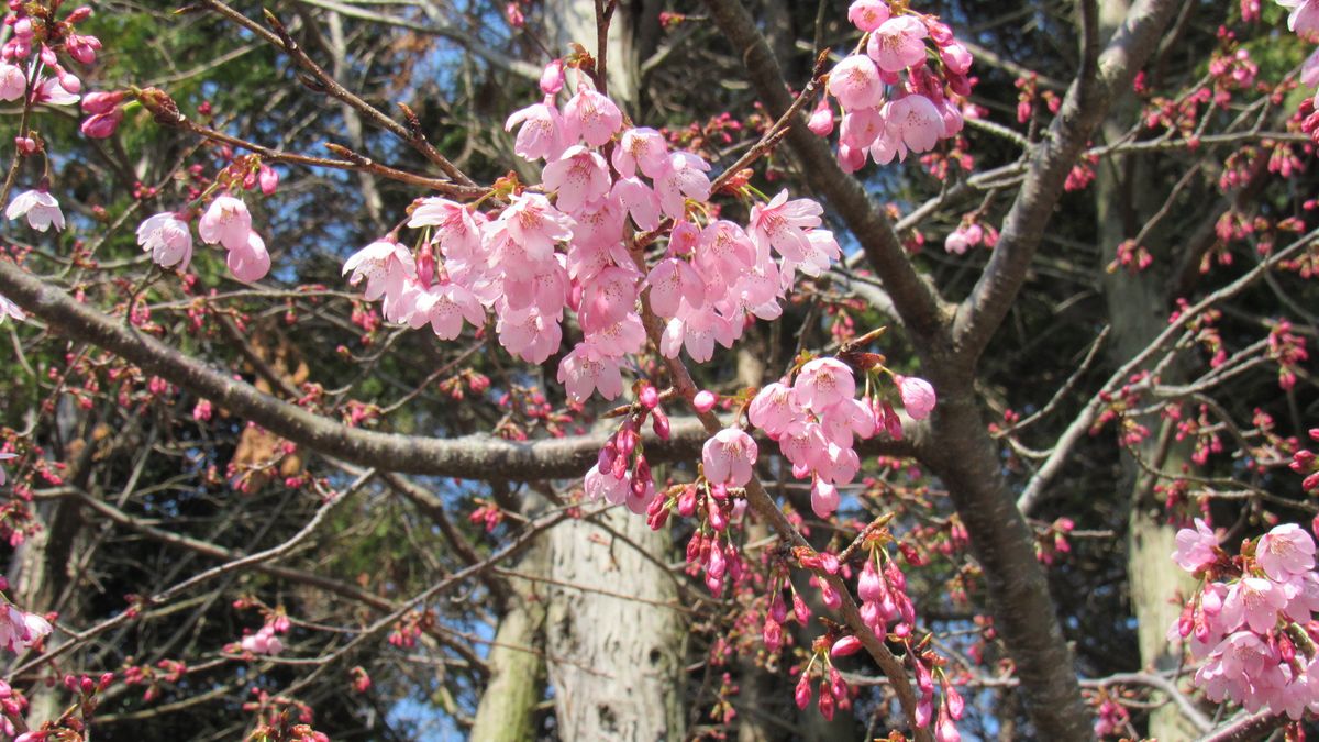 桜いろいろ-寒緋桜