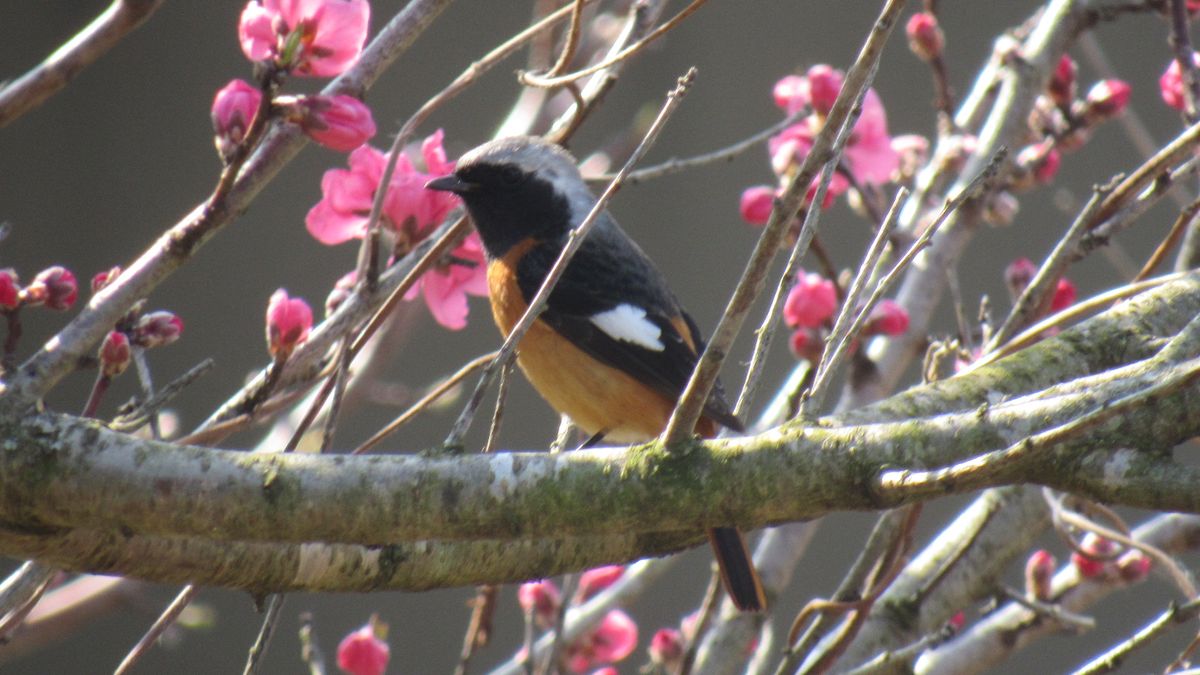 桜にジョウビタキ♂