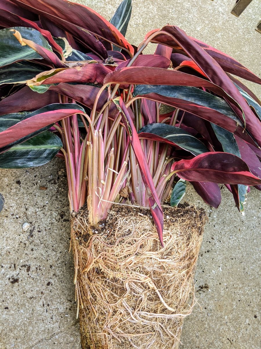 ウラベニショウトリオスターの植え替え