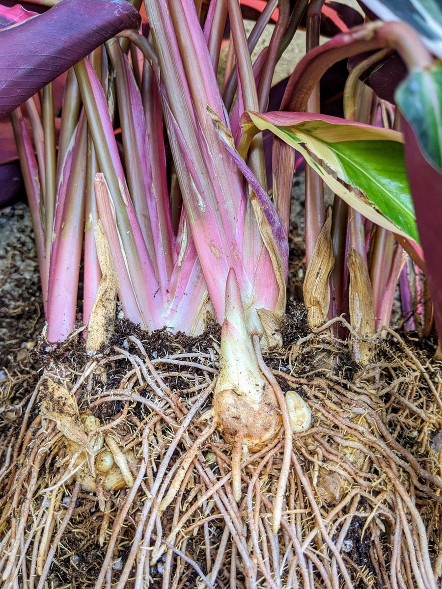 ウラベニショウトリオスターの植え替え