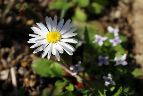 花咲く春がやって来た♪