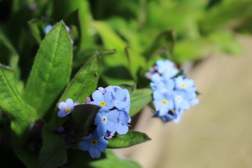 花咲く春がやって来た♪