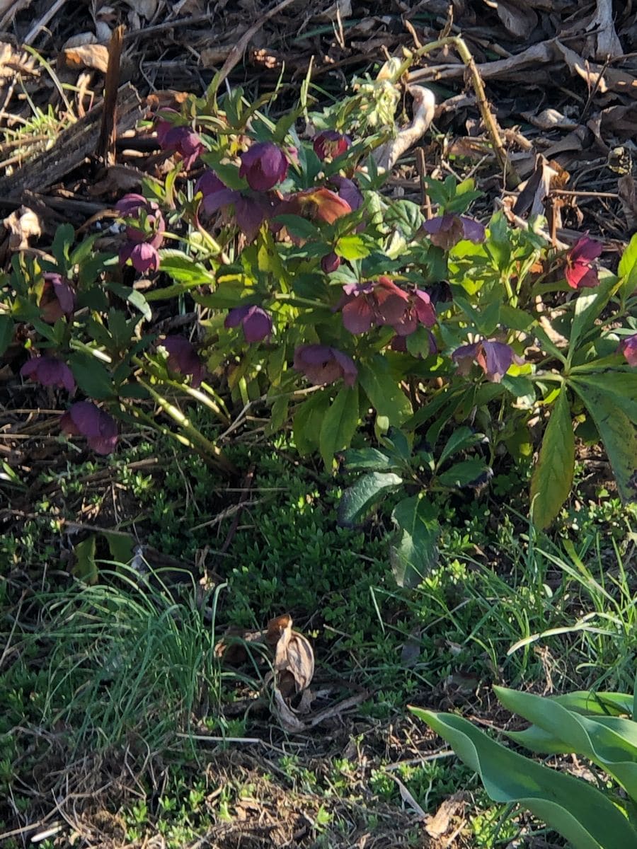 フルール公園に行きました。