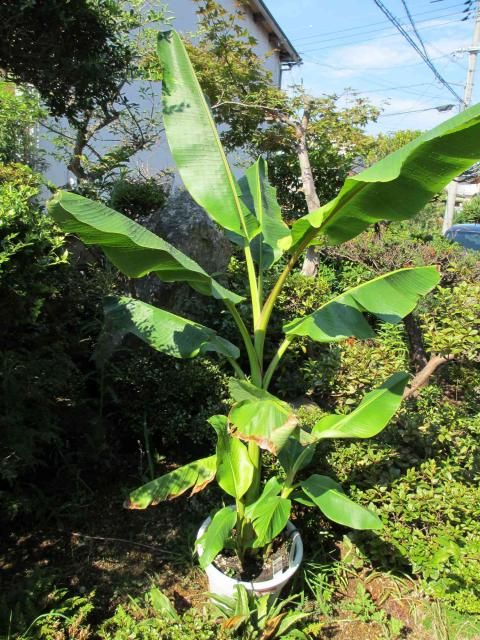 バナナ他今年の熱帯植物