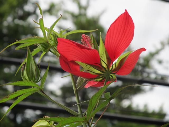 夏の花　モミジアオイ サルスベリ