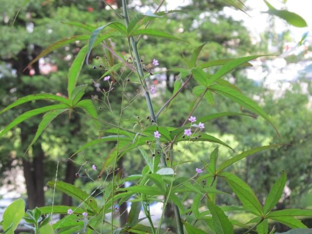 夏の花　モミジアオイ サルスベリ