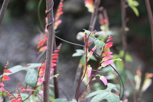 ツル性植物～残暑も気にせず！