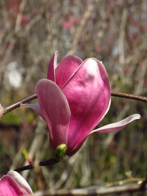 連休花散歩その2・YEG編