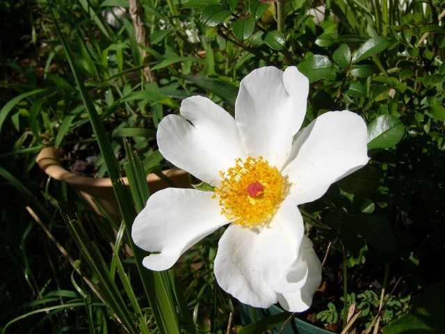 テリハノイバラの花と蕾