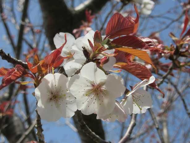 山桜とツバメ