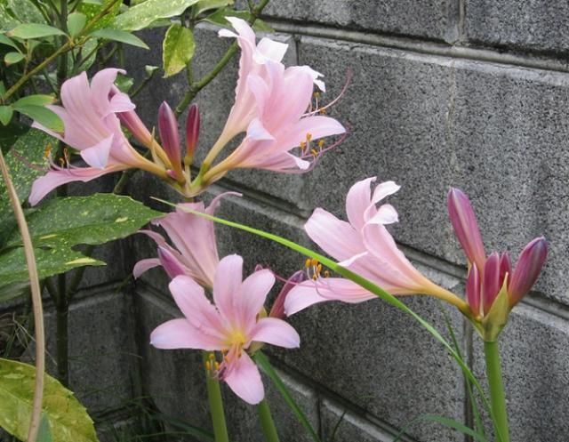 晩夏の花