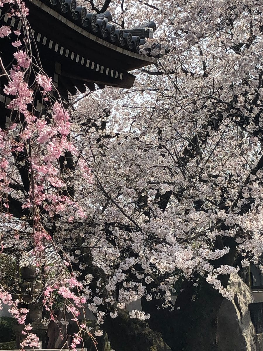 濃淡の桜