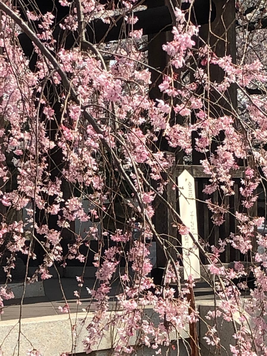 濃淡の桜