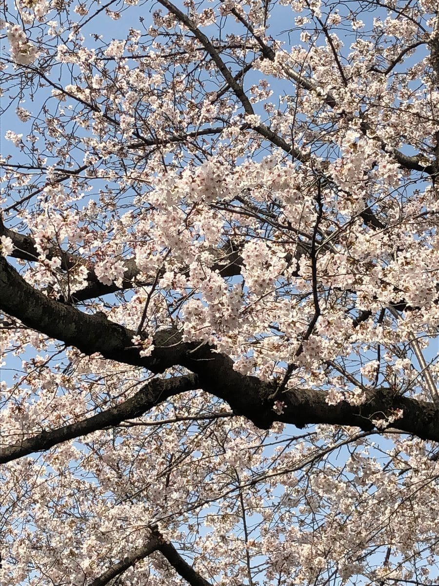 濃淡の桜