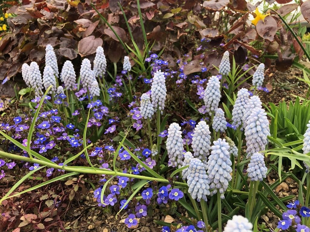 ベロニカの花